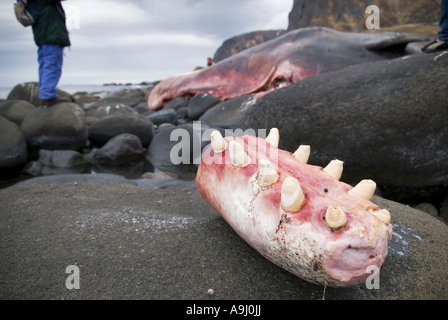 Abgesägt Kiefer Abschnitt gestrandet Pottwals (Physeter Macrocephalus) für die Sammlung von Zähnen, in der Nähe von Eggum, Lofoten, Norwegen Stockfoto