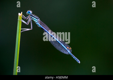 Azure Libellen (Coenagrion Puella) auf einem Grashalm Stockfoto