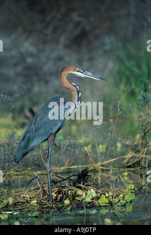 Goliath Reiher (Ardea Goliath) Lake Baringo, Kenia Stockfoto