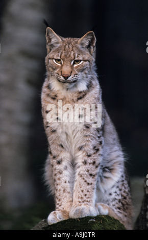 Europäische Luchs, Eurasischer Luchs (Lynx Lynx) Erwachsenen sitzen auf Felsen, Stockfoto