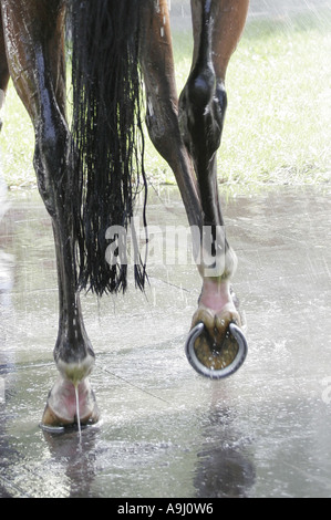 inländische Pferd (Equus Przewalskii F. Caballus), Pferd laufen abgekühlt ist nach der Ausführung, Deutschland, Baden-Baden Stockfoto