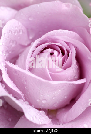 Rose (Rosa spec.), mit Regen Tropfen rose Test Garten Beutig, Deutschland, Baden-Württemberg, Baden-Baden Stockfoto