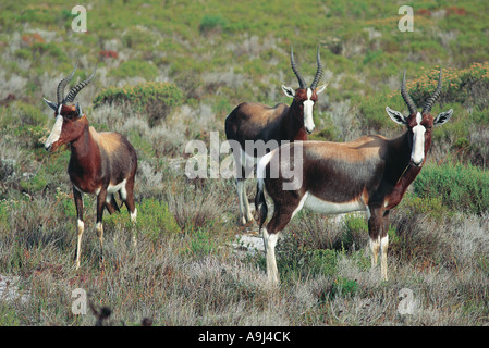 Bontebok Cape Point Western Cape-Südafrika Stockfoto