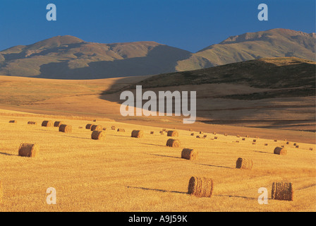 Erntezeit mit Stooks gemähten Weizen in Bereichen Overberg Western Cape Südafrika Stockfoto