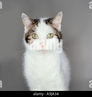 weiße Katze hautnah Stockfoto