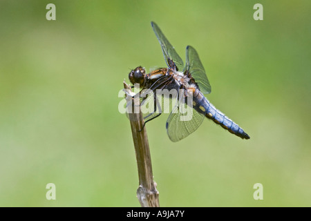 Männliche breiten Körper Chaser Libellula Depressa auf Vegetation Potton Bedfordshire Seitenansicht mit schönen Fokus Zeitmessung Stockfoto