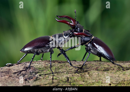 Männlichen europäischen Hirschkäfer Lucanus Cervus kämpfen auf log Stockfoto