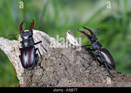 Männlichen europäischen Hirschkäfer Lucanus Cervus auf Baumstamm Stockfoto