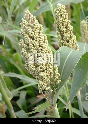 Jowar Jawar Jawari Sorghum Pflanzenfelder Stockfoto