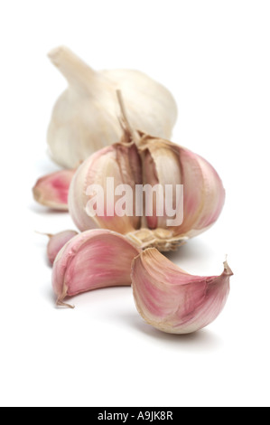 Knoblauchzwiebel geöffnet zeigt einzelne Knoblauchzehen Stockfoto