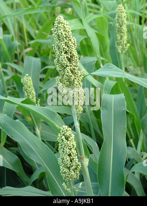 Jowar Jawar Jawari Sorghum Pflanzenfelder Stockfoto