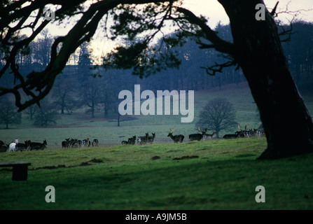 2 000 Hektar großen Deer park Bestandteil der Petworth House Estate West Sussex nördlich von Arundel Südengland Stockfoto