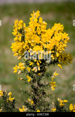 Gemeinsamen Gorse, Ulex europaeus Stockfoto