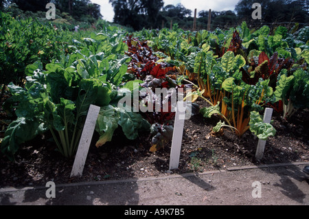 Blatt zu schlagen, ewiger Spinat Ochsenblut und Orange bei den Lost Gardens of Heligan in Cornwall, England Stockfoto