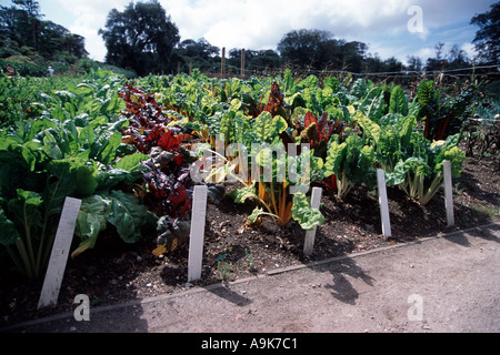 Blatt schlägt ewiger Spinat Bull Blut Orange Mangold Ruby Mangold Mangold auf die Lost Gardens of Heligan in Cornwall, England Stockfoto