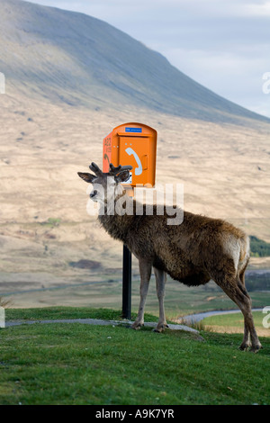 Rothirsch Cervus Elaphus stand neben orange Notruftelefon Feld Stockfoto