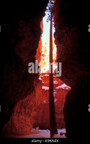 Ponderosa Pine im Winter zwischen den steilen Klippen aus Wall Street Bryce Amphitheater Bryce Canyon National Park in Utah Stockfoto