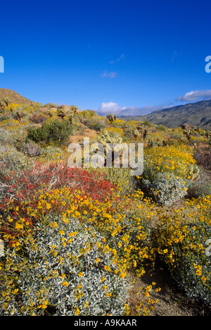 Morgenlicht auf Brittlebush Chuparosa und Cholla in Plum Canyon Anza Borrego Desert State Park California Stockfoto