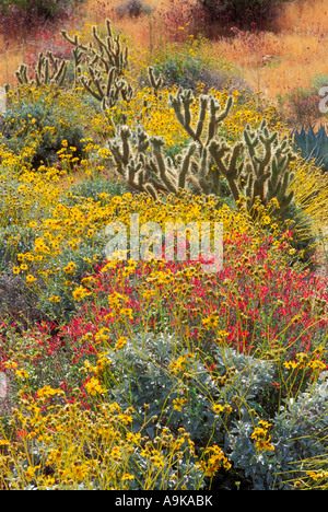 Morgenlicht auf Brittlebush Cholla und Chuparosa in Plum Canyon Anza Borrego Desert State Park California Stockfoto