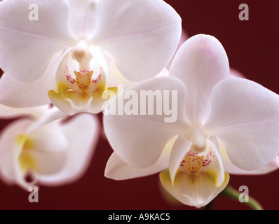 White Butterfly Orchidee Phalaenopsis in Nahaufnahme selektiv konzentrierte sich auf gelbe Lippe Blütenblatt der zwei beleuchtete Blumen auf rot Stockfoto