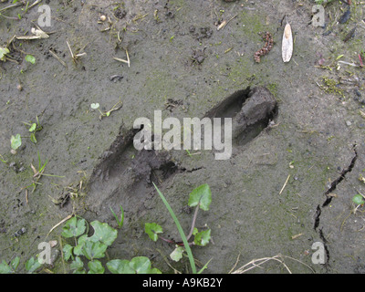 Reh (Capreolus Capreolus), verfolgt Stockfoto