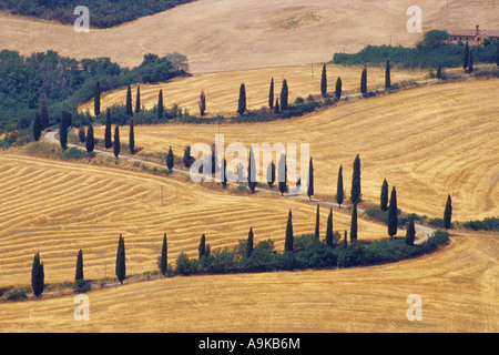 Italienische Zypresse (Cupressus Sempervirens), Cypress Avenue in La Foce, Italien, Toskana Stockfoto