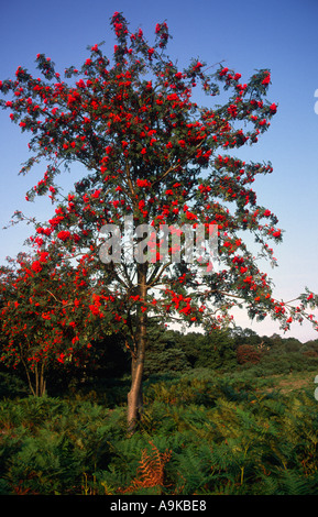 Eberesche und roten Beeren Stockfoto