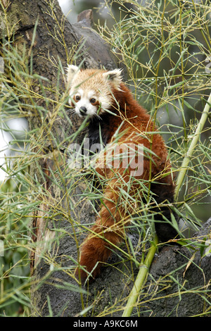 kleinere Panda, roter Panda (Ailurus Fulgens), Essen Bambus Stockfoto