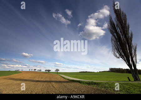 Lombardei-Pappel (Populus Nigra var. Italica, Populus Nigra 'Italica' Populus Italica), einziger Baum in Kulturlandschaft mit Stockfoto