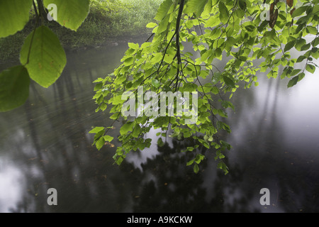 Rotbuche (Fagus Sylvatica), Zweige mit neuen trieben über ein Wasser Oberfläche, Deutschland, Sachsen, Vogtlaendische Schweiz Stockfoto