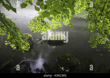 Rotbuche (Fagus Sylvatica), Zweige mit neuen trieben über ein Wasser Oberfläche, Deutschland, Sachsen, Vogtlaendische Schweiz Stockfoto