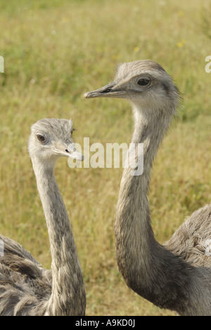 größere Rhea (Rhea Americana), zwei Vögel von Angesicht zu Angesicht Stockfoto