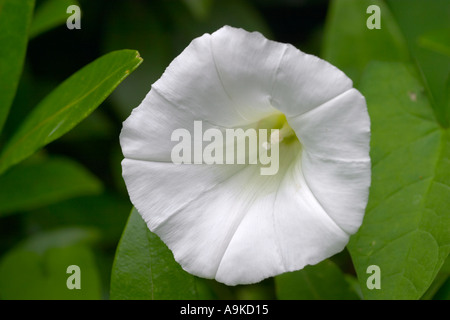 Calystegia sepium Stockfoto