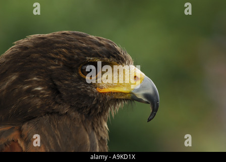 harris'hawk (Parabuteo Unicinctus), Porträt Stockfoto