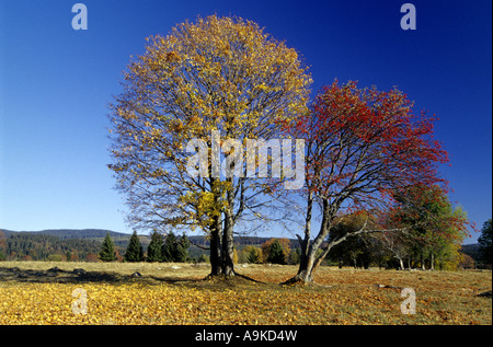 Bergahorn, Europäische Eberesche (Acer Pseudoplatanus, Sorbus Aucuparia), Bäume in herbstlichen Farben, Deutschland, Bayern, NP Stockfoto