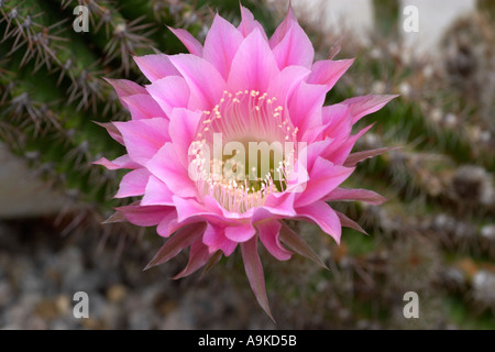 Echinopsis Stars And Stripes Stockfoto