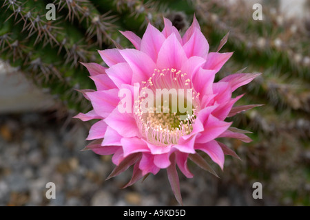 Echinopsis Stars And Stripes Stockfoto