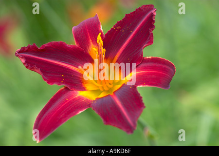 Hemerocallis Stafford Stockfoto