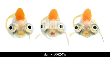 Goldfische, Karpfen, Himmelsauge Goldfisch, Celestial, Chotegan (Carassius Auratus) Stockfoto