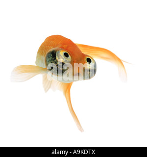 Goldfische, Karpfen, Himmelsauge Goldfisch, Celestial, Chotegan (Carassius Auratus) Stockfoto