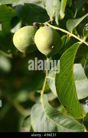 Feigen am Baum Stockfoto