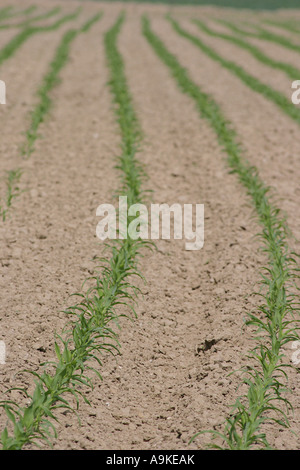 Mais, Mais (Zea Mays), Mais-Feld mit Jungpflanzen, Deutschland Stockfoto