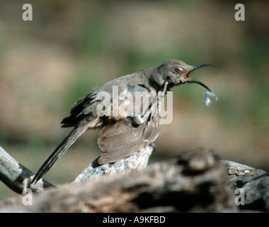 Kurve in Rechnung gestellt Thrasher, Toxostoma Curvirostre Chiricahua Bergen Arizona USA Stockfoto