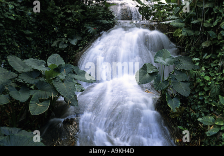 Jamaika-Ocho Rios Shaw Wasserfälle Stockfoto