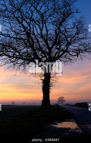 Baum-Silhouette gegen Winter Sonnenuntergang über Ackerland und Land Straße Stockfoto