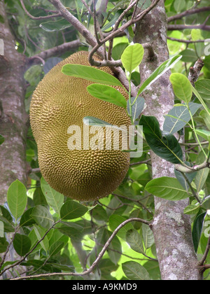 Jackfrucht-Pflanze, Jack Fruit Tree, Stockfoto