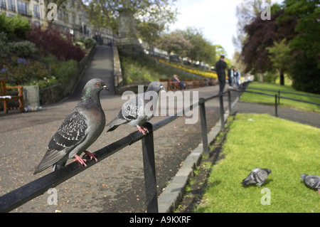 Tauben & Tauben und Verbündeten (Columbiformes), sitzen auf Zaun, Schottland, Edinburgh Stockfoto