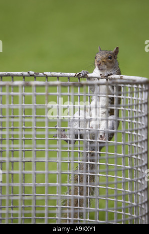 östliche graue Eichhörnchen, graue Eichhörnchen (Sciurus Carolinensis), Klettern auf einen Wurf bin, Großbritannien, Schottland, Edinburgh Stockfoto