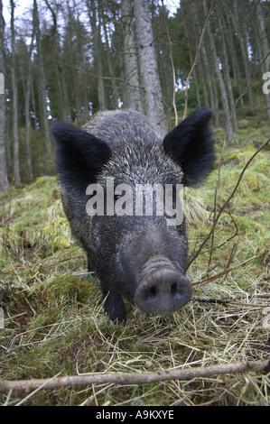 Wildschwein, Schwein (Sus Scrofa), Blick in Richtung Kamera, Großbritannien, Schottland Stockfoto