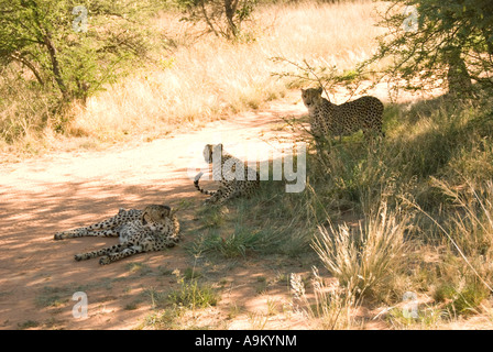 Gruppe von Geparden ruhen im Schatten, in Namibia Stockfoto